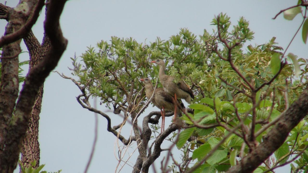 ホテル Canto Da Coruja - Ecohospedagem São Jorge エクステリア 写真