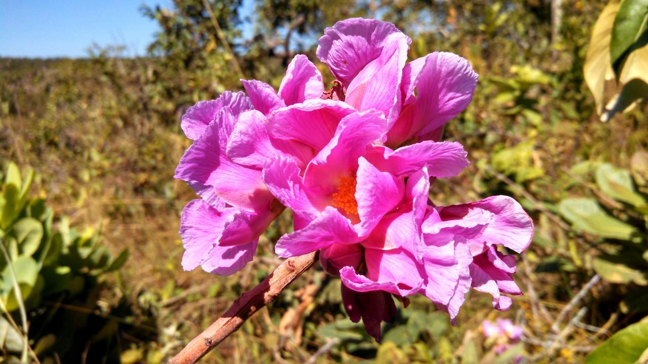 ホテル Canto Da Coruja - Ecohospedagem São Jorge エクステリア 写真