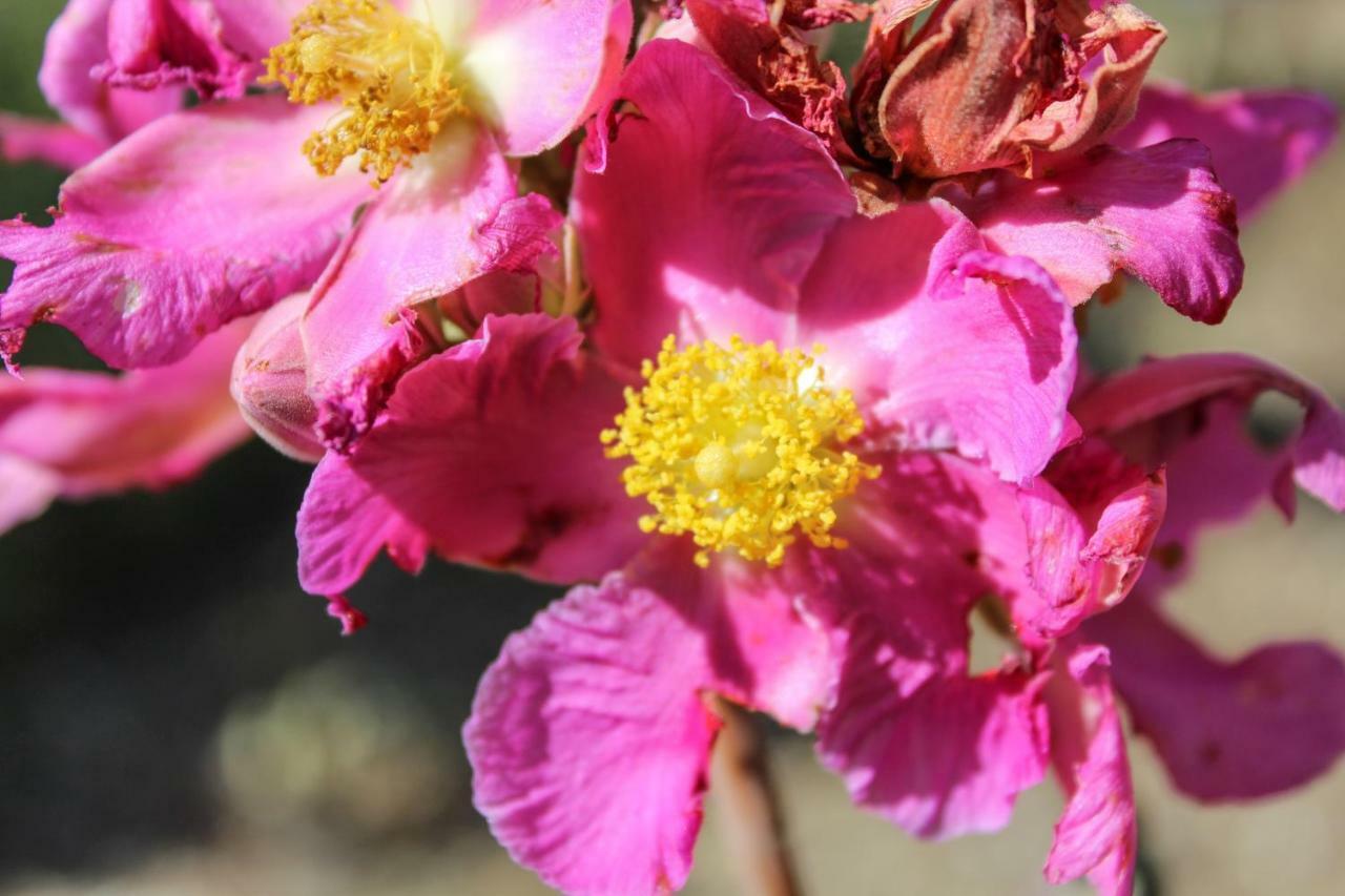 ホテル Canto Da Coruja - Ecohospedagem São Jorge エクステリア 写真