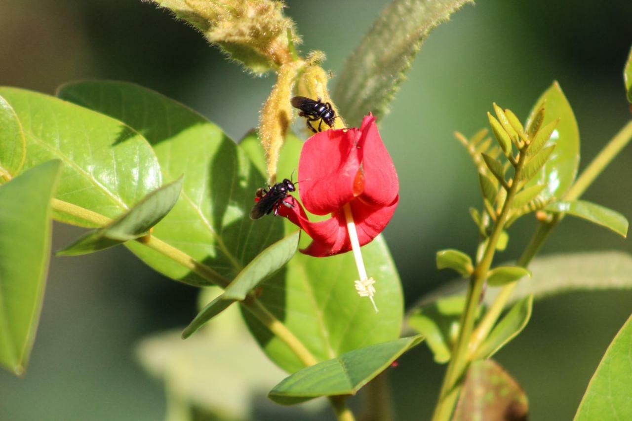 ホテル Canto Da Coruja - Ecohospedagem São Jorge エクステリア 写真