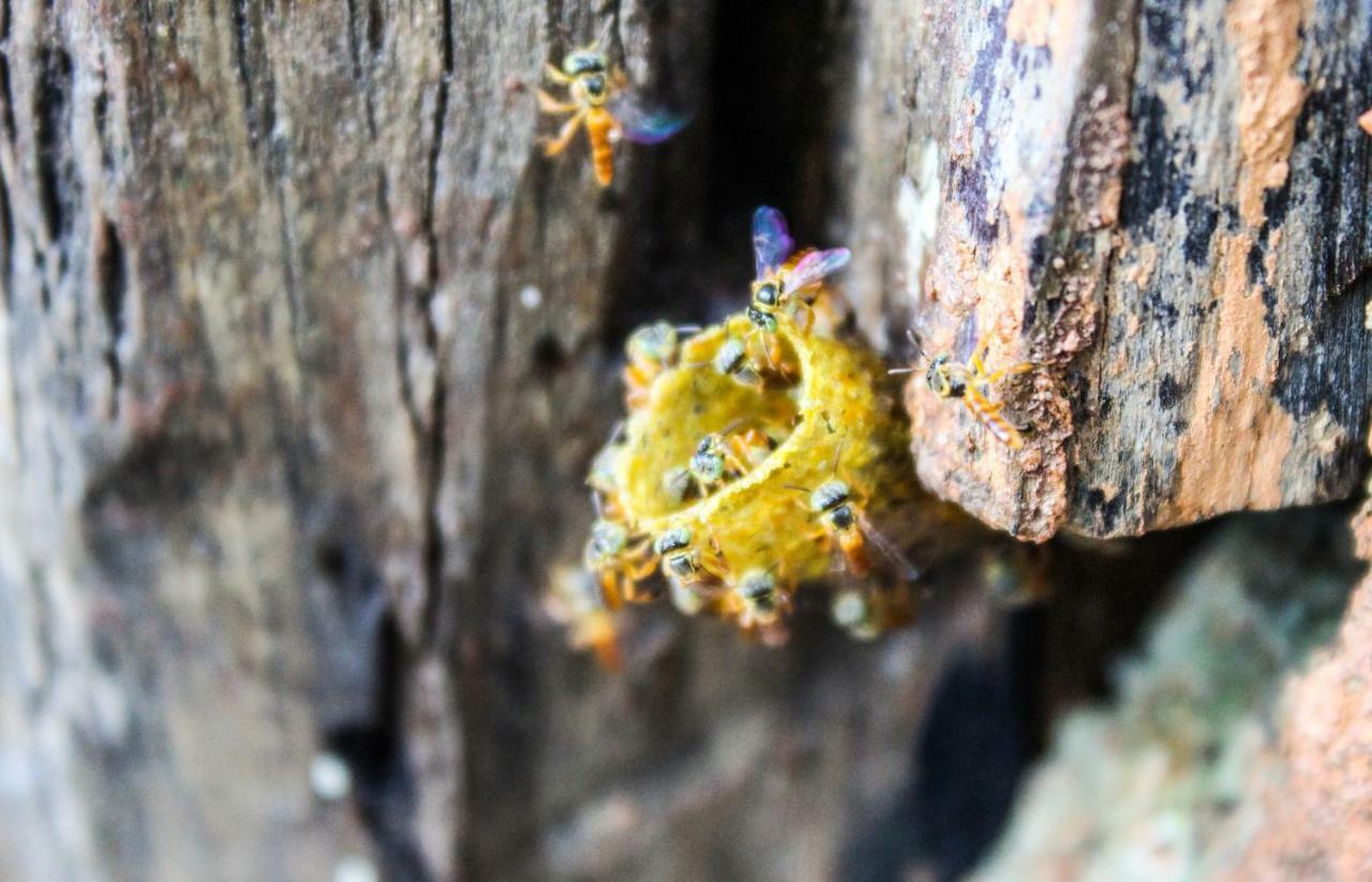 ホテル Canto Da Coruja - Ecohospedagem São Jorge エクステリア 写真