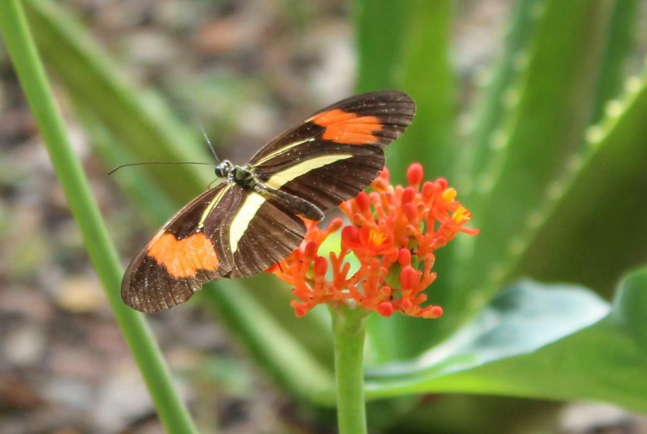 ホテル Canto Da Coruja - Ecohospedagem São Jorge エクステリア 写真